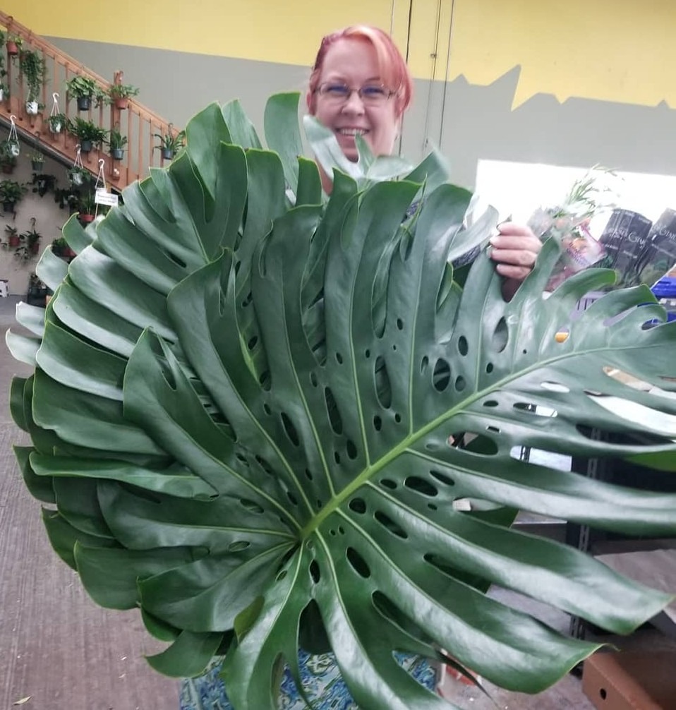 A smiling woman holds a large, glossy monstera leaf in a plant shop, showcasing its distinctive holes and vibrant green color.