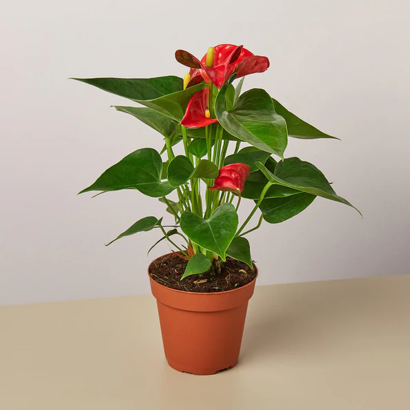 Red Anthurium
