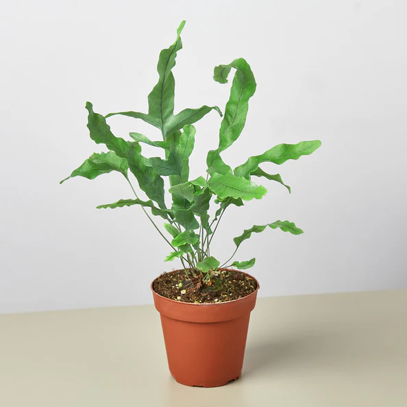 BLue Star Fern