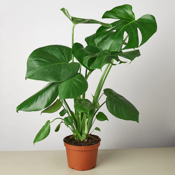 Philodendron Monstera