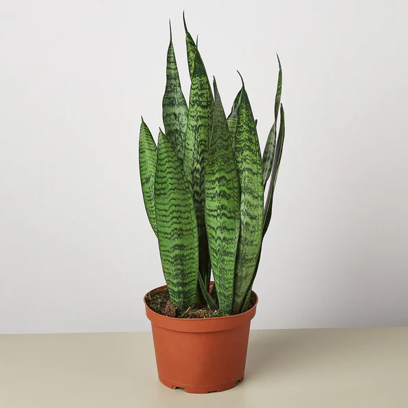 Snake Plant - assorted sizes