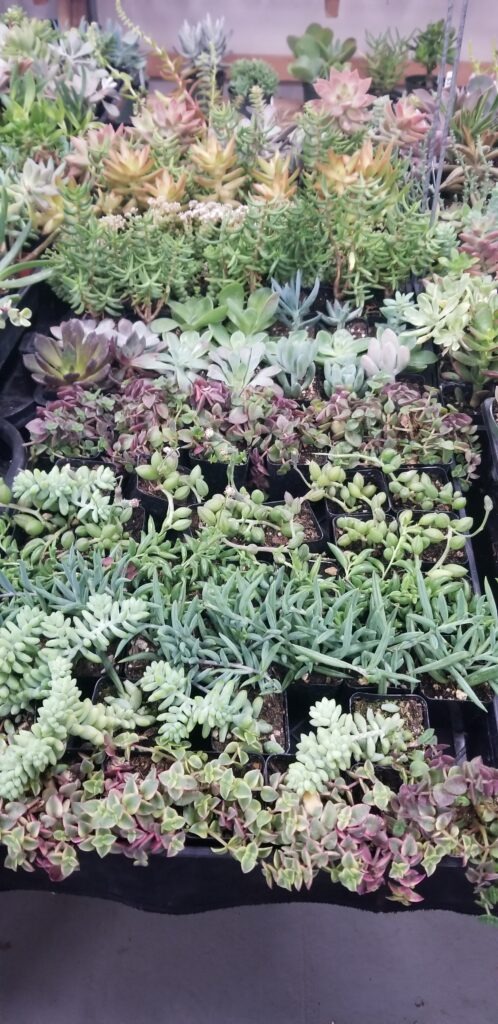 Succulents