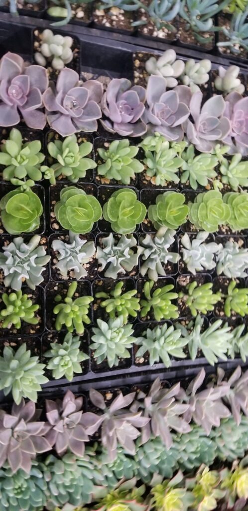Succulents