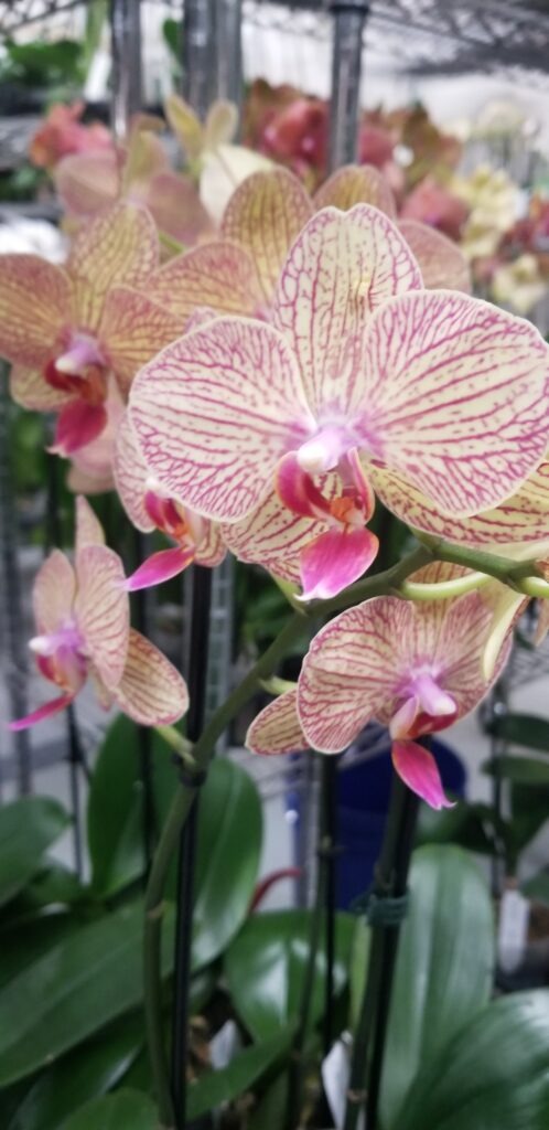 Phalaenopsis Orchid