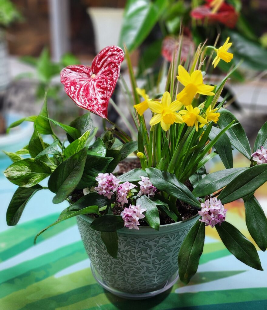 Mixed potted greens & flowers