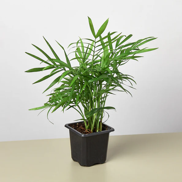 Palm Parlor