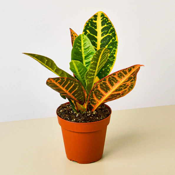 CROTON PETRA