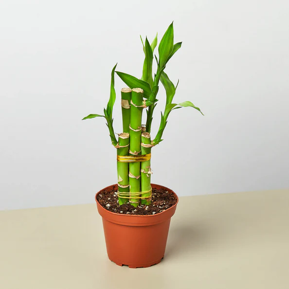 DRACAENA LUCKY BAMBOO