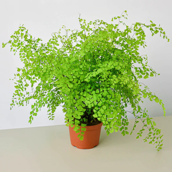 Maidenhair fern