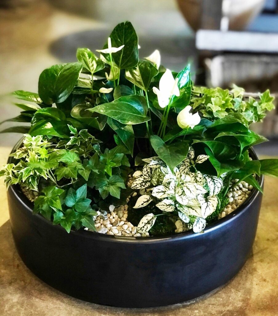 small mixed potted greens